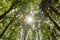 Beech tree peaks seen from below in a forest