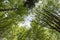 Beech tree peaks seen from below in a forest