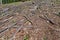 Beech tree stumps, logs and branches in a clearcut area