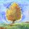 Beech tree - Watercolor