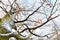 Beech tree in winter rime