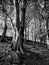 Beech Trees in crow nest woods