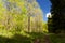 Beech Trees in the Eifel