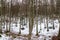 Beech trees foreshortening on Cansiglio Forest