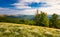 Beech trees on a meadow of Svydovets ridge