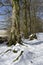 Beech Trees in Snow