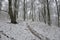 Beech Trees in the Snow