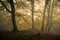 Beech Trees in Strikes Wood, Nidderdale