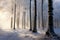 Beech trees in a winter forest create a serene, enchanting landscape