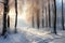 Beech trees in a winter forest create a serene, enchanting landscape