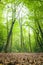 Beech trees, woodland clearing UK