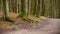 Beech trunks in forest, spring time