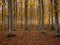 Beech wood landscape in sunset