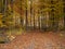 Beech wood landscape in sunset