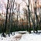 Beech Woodland In The Snow