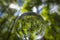 A beech woodland in spring with bluebells through a fish-eye lens seen through a floating crystal ball