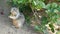 Beechey ground squirrel, common in California, Pacific coast, USA. Funny behavior of cute gray wild rodent. Small