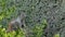Beechey ground squirrel, common in California, Pacific coast, USA. Funny behavior of cute gray wild rodent. Small