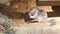 Beechey ground squirrel, common in California, Pacific coast, USA. Funny behavior of cute gray wild rodent. Small amusing animal