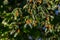 Beechnut hanging on a branch of a beech tree, also called Fagus sylvatica or Buchecker