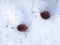 Beechnuts on the snow