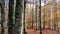 Beechwood forest in autumn. Navarre, Spain.