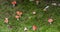 Beechwood Sickener Russula nobilis. Aberdeenshire,Scotland,UK