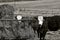 Beef animals eating hay at an outside feed manger