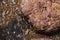 Beef burger being cooked on a black pan close up