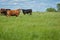 Beef Cattle