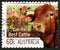 Beef Cattle Australian Postage Stamp