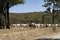 Beef cattle being herded by a man on horseback.