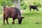 Beef cattle calves.