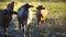 Beef cattle close up