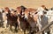 Beef cattle cows on Australian ranch