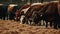 Beef cattle cows eating at the farm, generated ai image