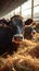 Beef cattle farm scene cows eating hay in spacious cowshed