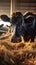 Beef cattle farm scene cows eating hay in spacious cowshed