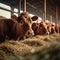 Beef cattle farm scene cows eating hay in spacious cowshed