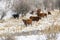 Beef Cattle on a Farm in Winter