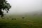beef cattle in a field shrouded in mist and fog