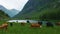 Beef Cattle on free range pasture grazing on green grass between a busy road and fast flowing river in a mountain valley in Norway