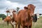 Beef cattle grazing on the farm