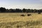 Beef cattle herd in dormant pasture