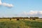 Beef cattle in late afternoon pasture - Landscape vivid