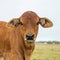 Beef cattle livestock calf looking at the camera