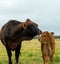 Beef cattle livestock. Cow and calf facing camera