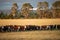 Beef cattle in pasture at sunset