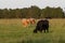 Beef cattle in a pasture of tall bermudagrass