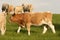 Beef cattle on the pastureland